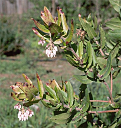 Photo taken near Bonny Doon by Dean W. Taylor 